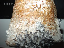 P. ostreatus.JPG