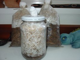 P.sajorcaju.JPG