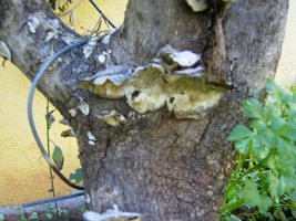 fungi2.JPG