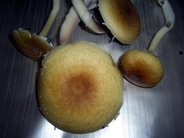 Imagem 0197.jpg