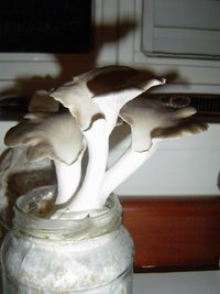 p. sajor-caju1.JPG