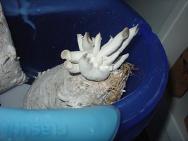 pleuro1.JPG