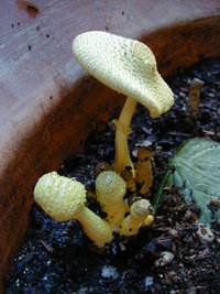 14778-Flower_pot_mushroom.jpg