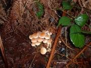 21287-thumb_Hypholoma_fasciculare.jpg