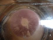 3294-thumb_Hypholoma_fasciculare3.jpg