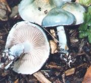 65848-thumb_Stropharia_aeruginosa.jpg