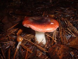 96536-Russula_emetica.jpg
