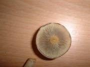 91878-thumb_Hypholoma_fasciculare2.jpg