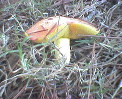 Picture73.jpg Picture73.jpg