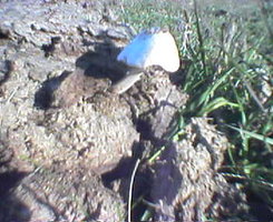 Picture79.jpg