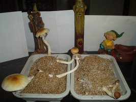 shrooms 02 - low.jpg