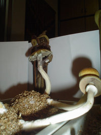 shrooms 05 - low.jpg