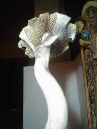shrooms 09 - low.jpg