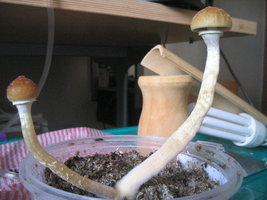 pesa frut 006.jpg