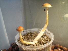 pesa frut 011.jpg