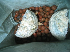 pesa frut potão 001.jpg