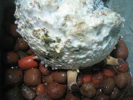 pesa frut potão 002.jpg