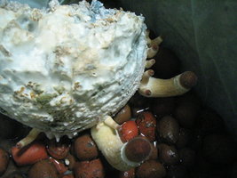 pesa frut potão 003.jpg
