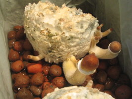 pesa frut potão 010.jpg