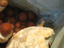 pesa frut potão 011.jpg