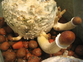 pesa frut potão 006.jpg