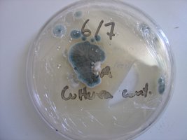 placa1.JPG