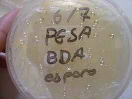 placa2.JPG