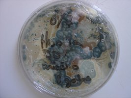 placa5.JPG