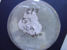 placa7.JPG