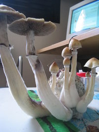 pesa potao frut 006.jpg