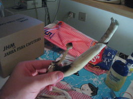 colheita e sec 1 fluxo potao 002.jpg
