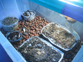 pesa trigo frut 003.jpg