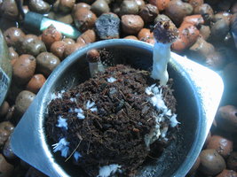 trufinha pesa 001.jpg
