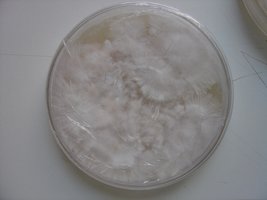 Placaas2.JPG