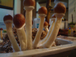 DSC04810 - low.jpg