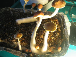 taz frut 005.jpg