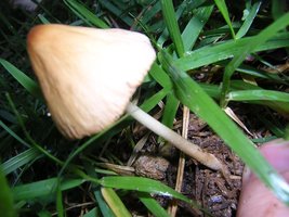 cogumelo2.JPG