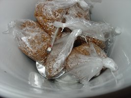 cultivonovo1.JPG