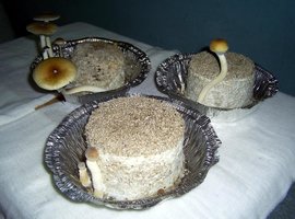 Imagem 0210.jpg