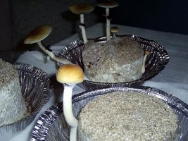 Imagem 0219.jpg