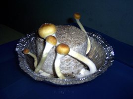 Imagem 0221.jpg