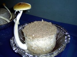 Imagem 0222.jpg