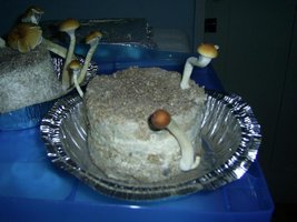 Imagem 0240.jpg