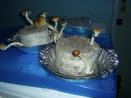 Imagem 0241.jpg