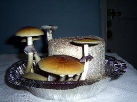 Imagem 0255.jpg