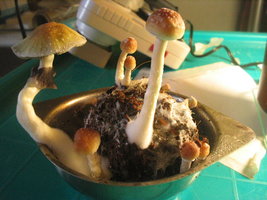pesa trufinha frut 012.jpg