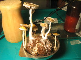 pesa trufinha 005.jpg