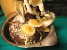 pesa trufinha 006.jpg