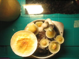 pesa trufinha 012.jpg