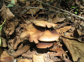 800px-Psilocybe.zapotecorum.7.jpg
